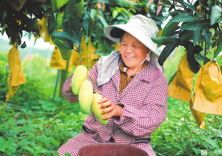 错峰结硕果晚芒助增收