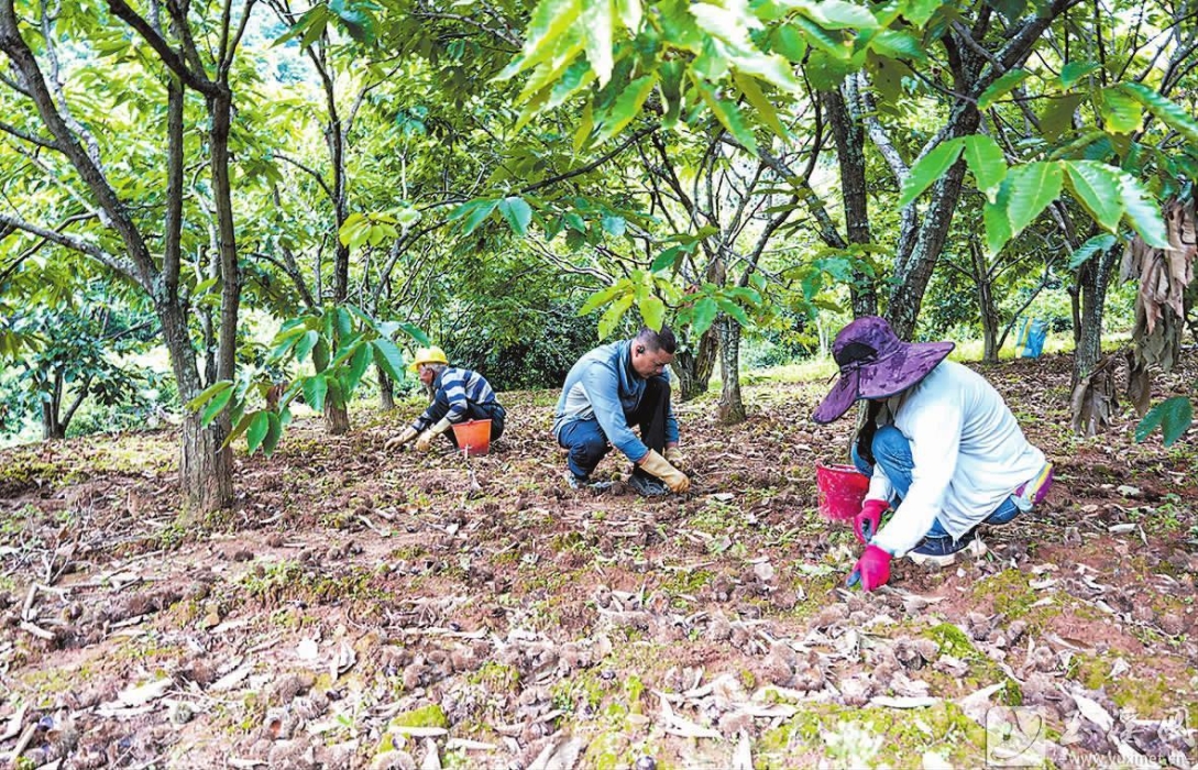 红塔区研和街道：板栗丰收采摘忙 特色林果促增收