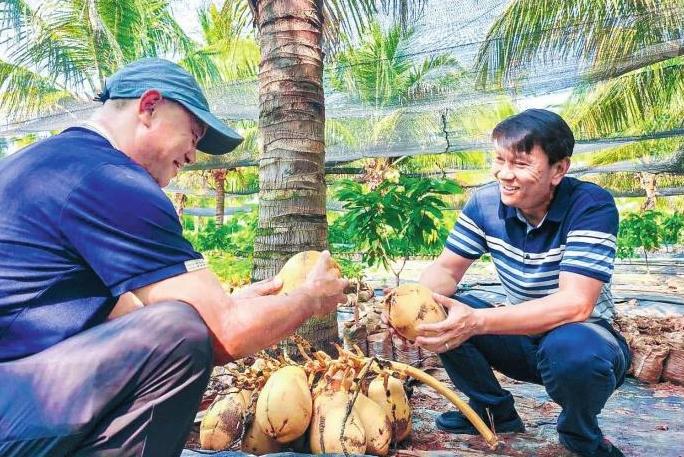 元江县引种矮种椰子实现丰产