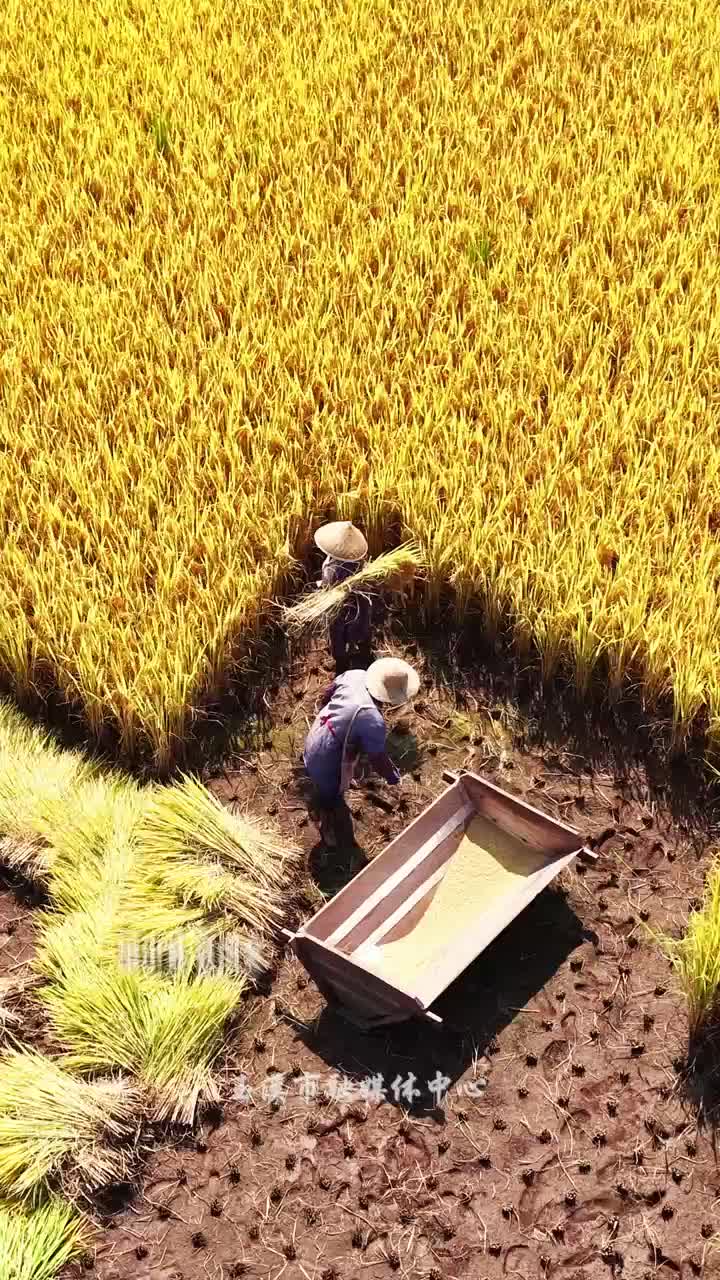 金浪翻，稻谷香，峨山开镰忙！