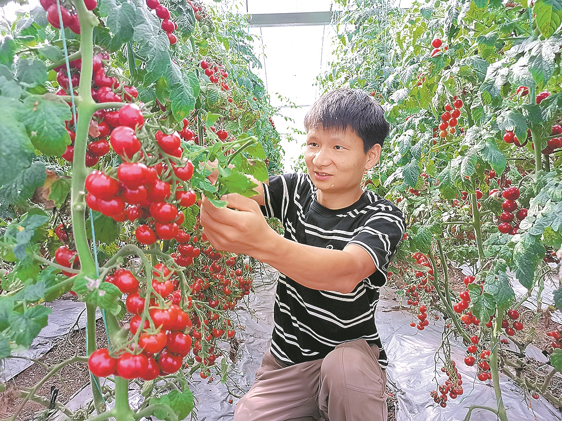 通海：七彩小番茄助农增收