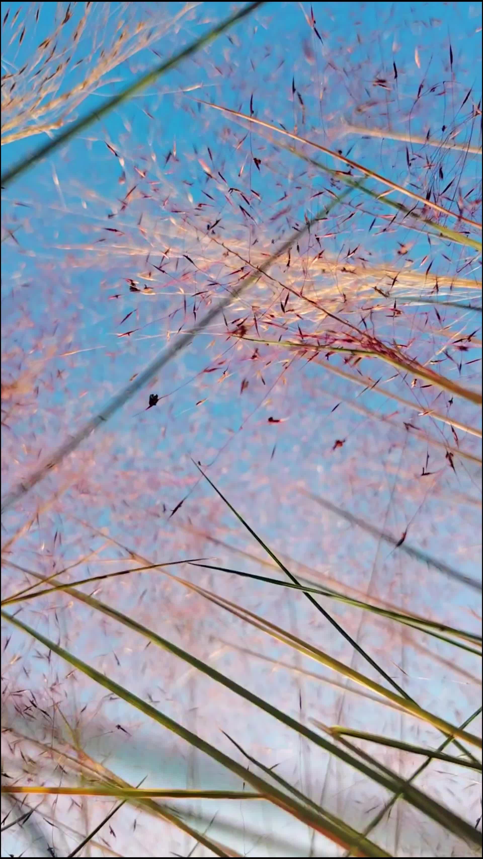 秋日粉色浪漫