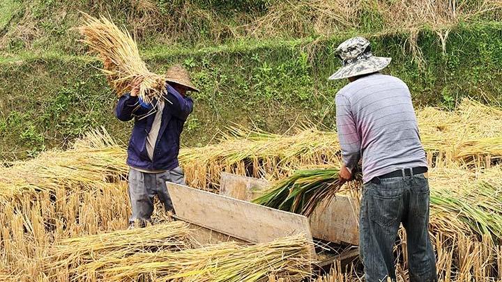 羊街乡“梯田三宝”促增收