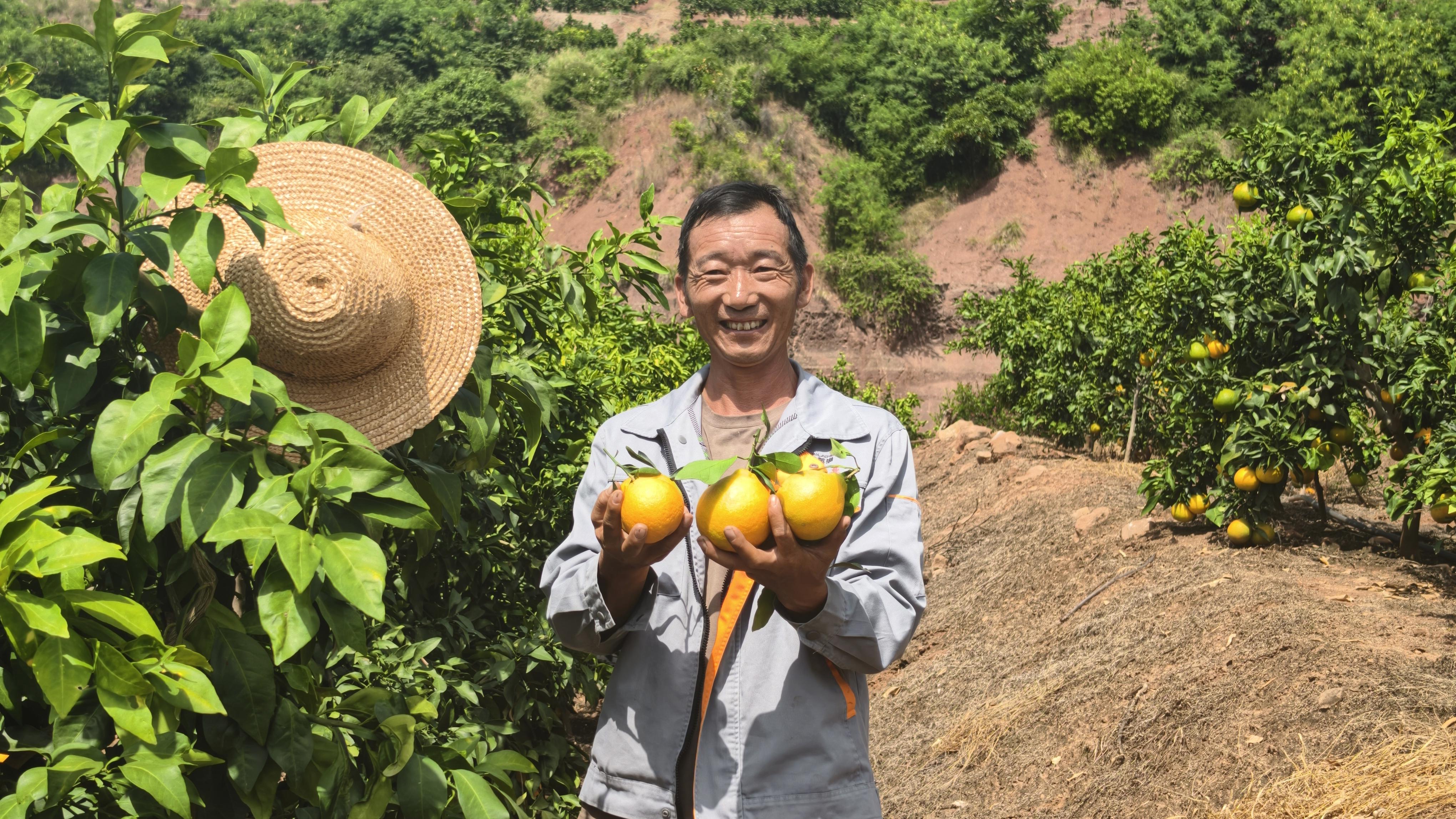 易门十街乡柑橘丰收